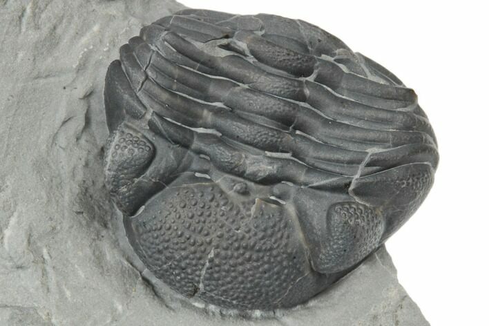 Enrolled Eldredgeops Trilobite Fossil - New York #191159